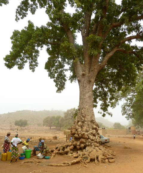 People sit under a tree outside a down in Burkina Faso