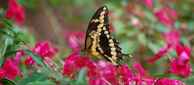 Department of Biological Sciences